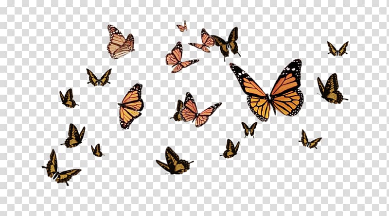 Monarch butterfly Insect Brush-footed butterflies , butterfly transparent background PNG clipart