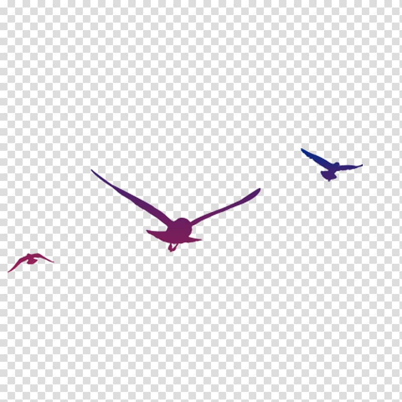 Bird Gulls, bird transparent background PNG clipart