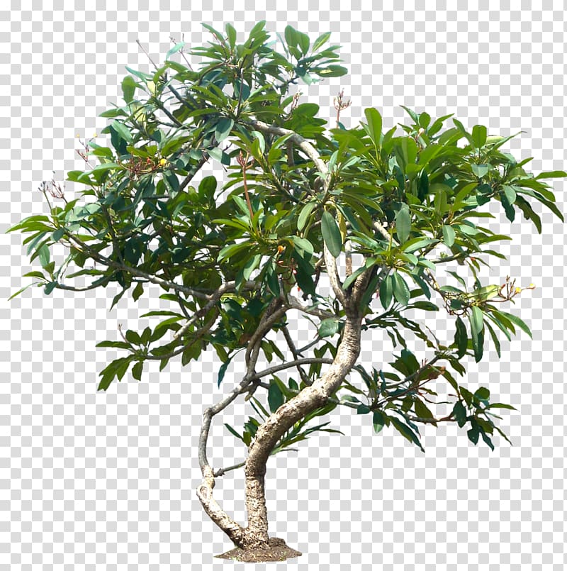 Tree Plant, plants transparent background PNG clipart