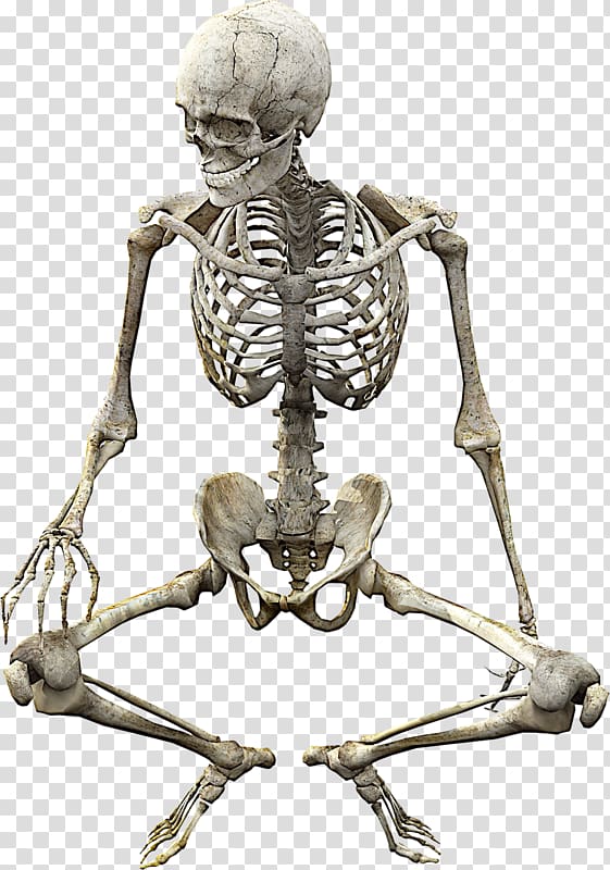 skeleton illustration, Vertebrate Human skeleton Bone Anatomy, Skull skeleton transparent background PNG clipart