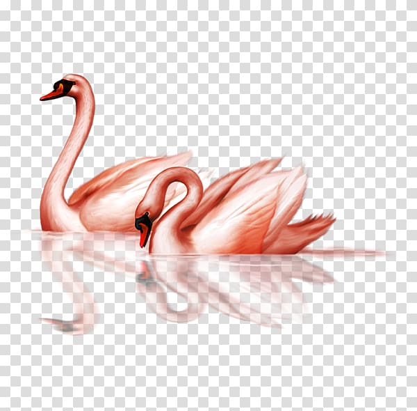 two orange swans illustration, Bird Black swan Goose , swan transparent background PNG clipart