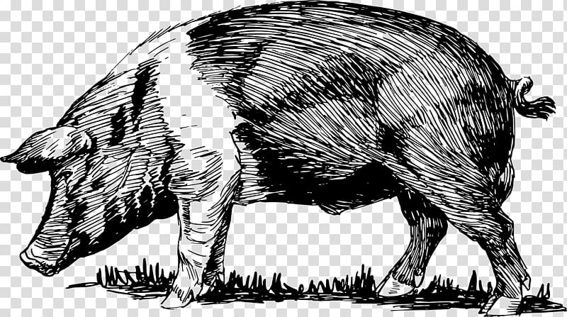 Domestic pig Peccary , pig transparent background PNG clipart