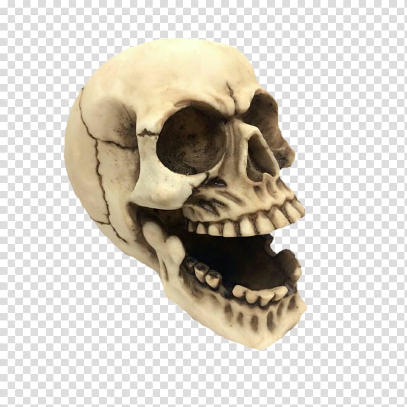 Skull Bone Skeleton Jaw Calvaria, Skeleton transparent background PNG clipart