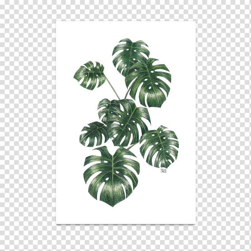 Tree Plant Leaf, monstera transparent background PNG clipart