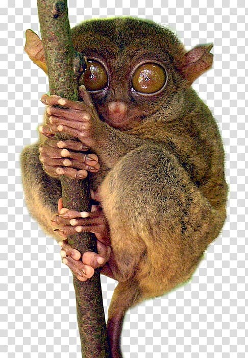 Bohol Philippine tarsier Drawing, others transparent background PNG clipart