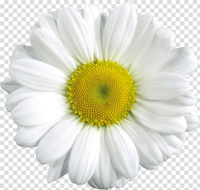 Daisy Duck Donna Duck Common daisy, Camomile transparent background PNG clipart