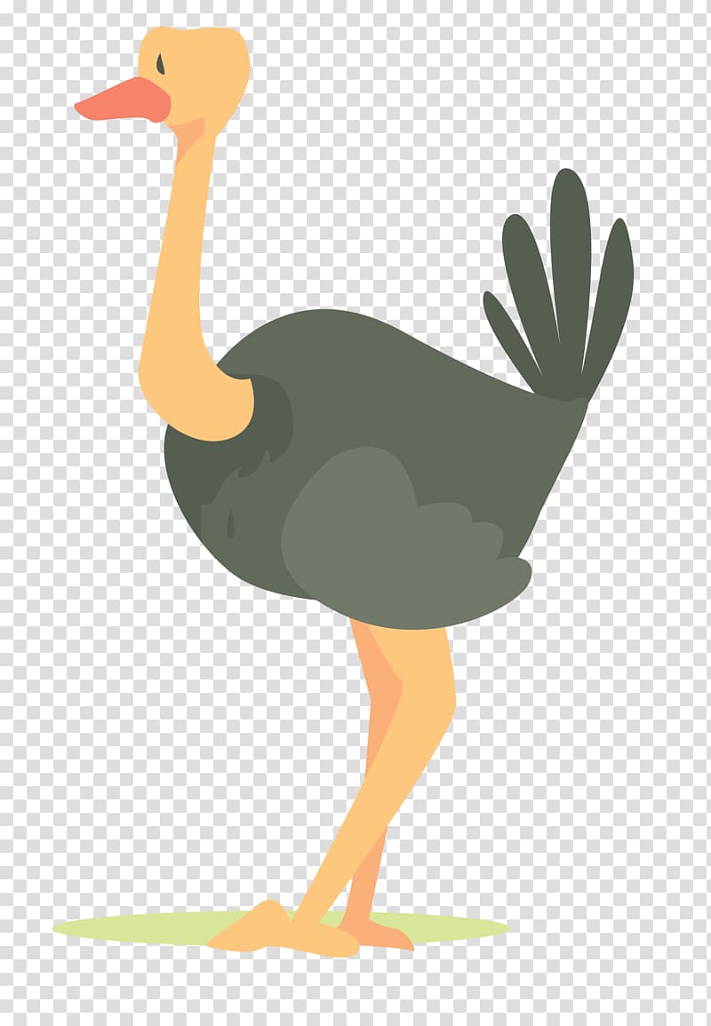 Common ostrich Bird , African ostrich transparent background PNG clipart