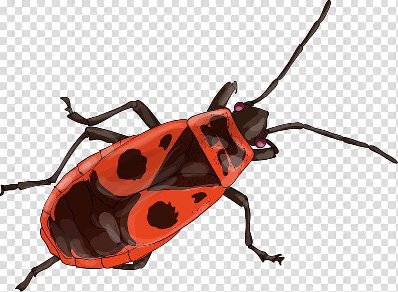 Longhorn beetle European firebug Tous les insectes du monde Insect wing, beetle transparent background PNG clipart