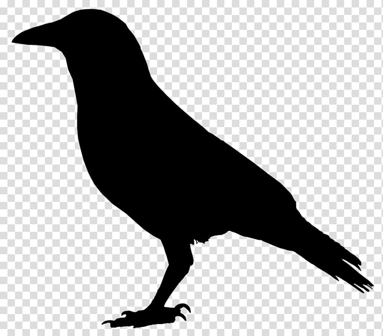 American crow Common raven , crow transparent background PNG clipart