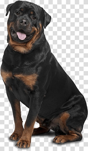 Dobermann Manchester Terrier Miniature Pinscher German Pinscher