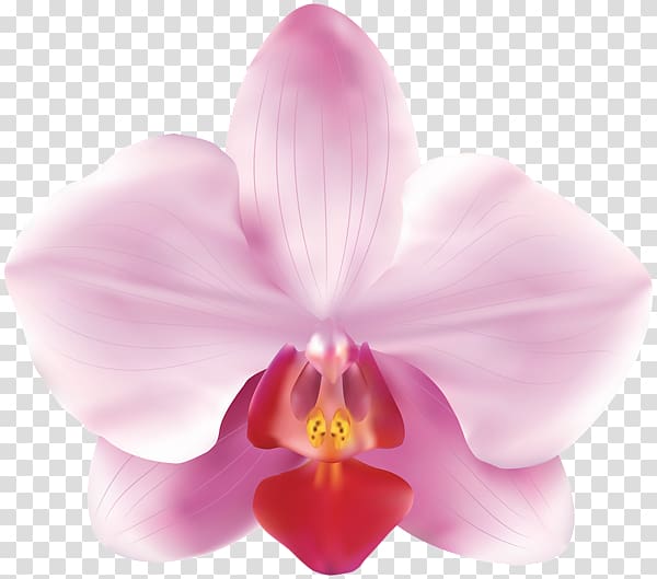 Orchids Flower, orchids transparent background PNG clipart