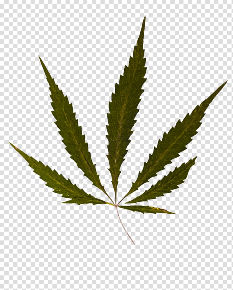 Cannabis smoking Medical cannabis, cannabis transparent background PNG clipart