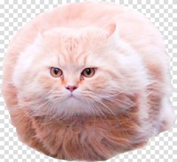 Cat YouTube Internet meme Animation, creative cat transparent background PNG clipart