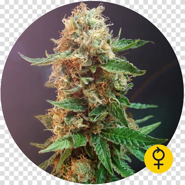 Autoflowering cannabis Haze Seed Cannabis sativa, Cannabis Ruderalis transparent background PNG clipart
