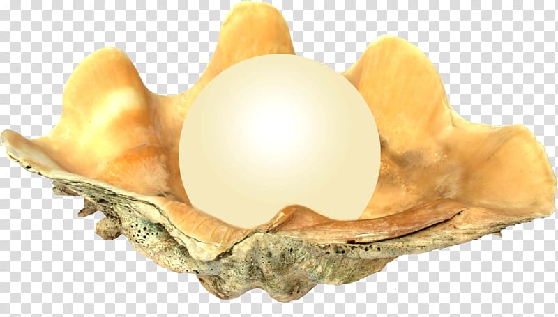 Seashell transparent background PNG clipart