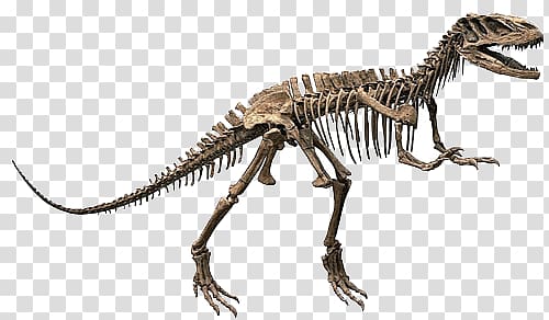 dinosaur skeleton transparent background PNG clipart
