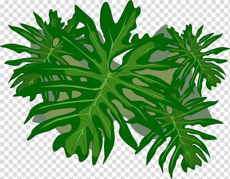 Plant Philodendron Leaf , folha transparent background PNG clipart