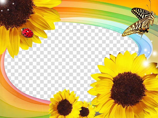 , Sunflower box transparent background PNG clipart