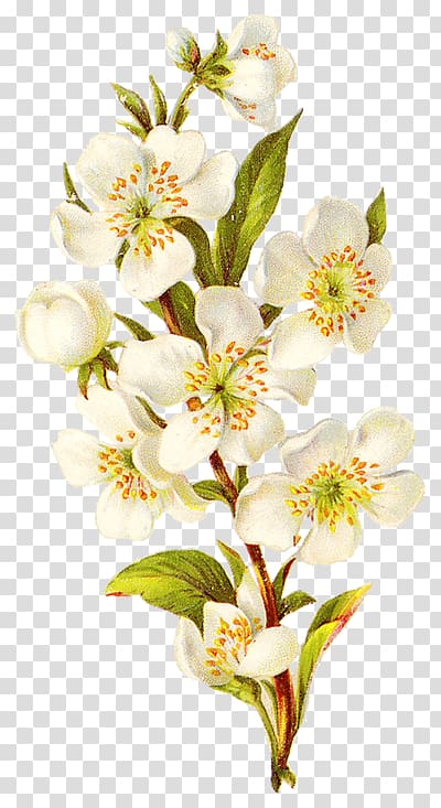 white petaled flowers , Flower Botanical illustration Painting Botany, flower transparent background PNG clipart