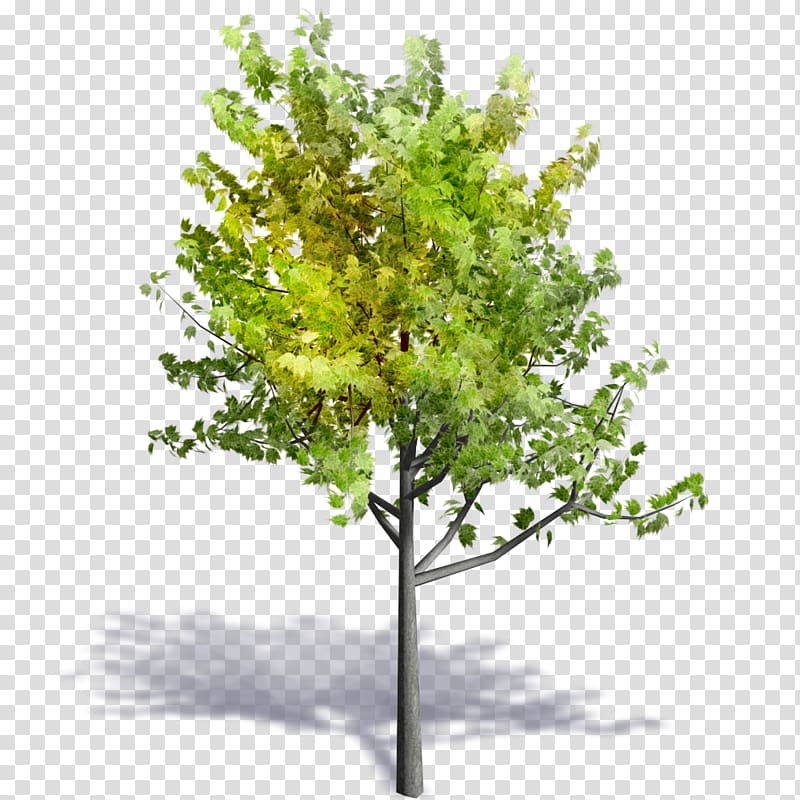 Twig Autodesk Revit Tree Building information modeling AutoCAD, tree transparent background PNG clipart