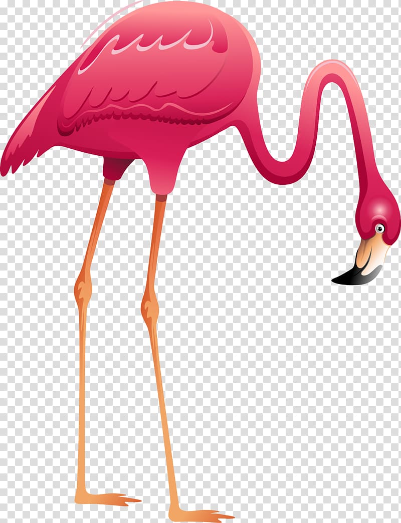 Greater flamingo Mural Bird, flamingo transparent background PNG clipart