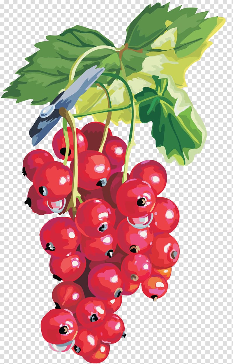 Blackcurrant Redcurrant Gooseberry Shrub , berries transparent background PNG clipart