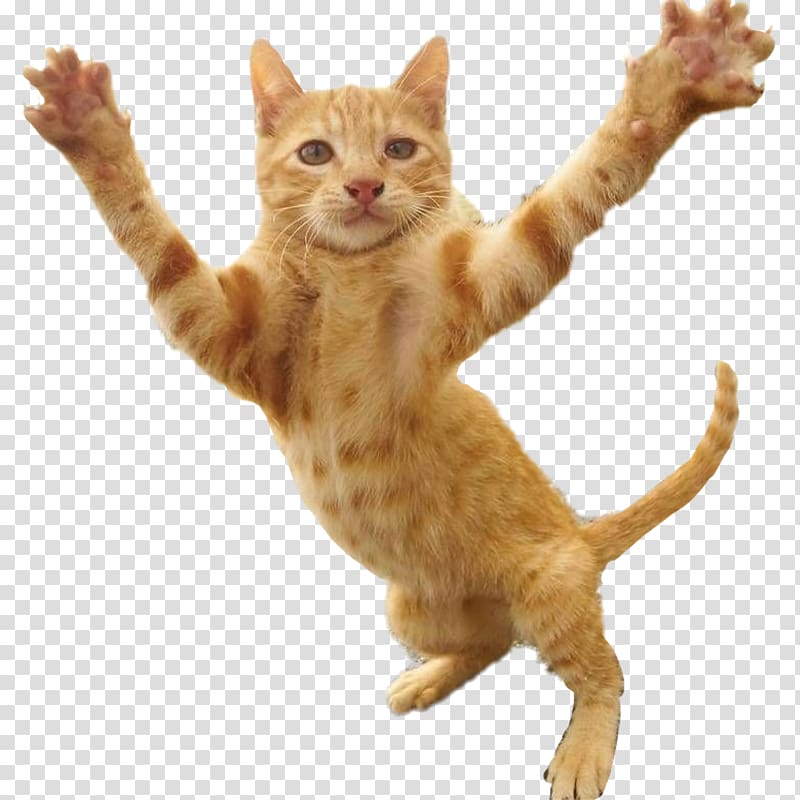 Wildcat Feral cat のら猫拳キッズ, Cat transparent background PNG clipart