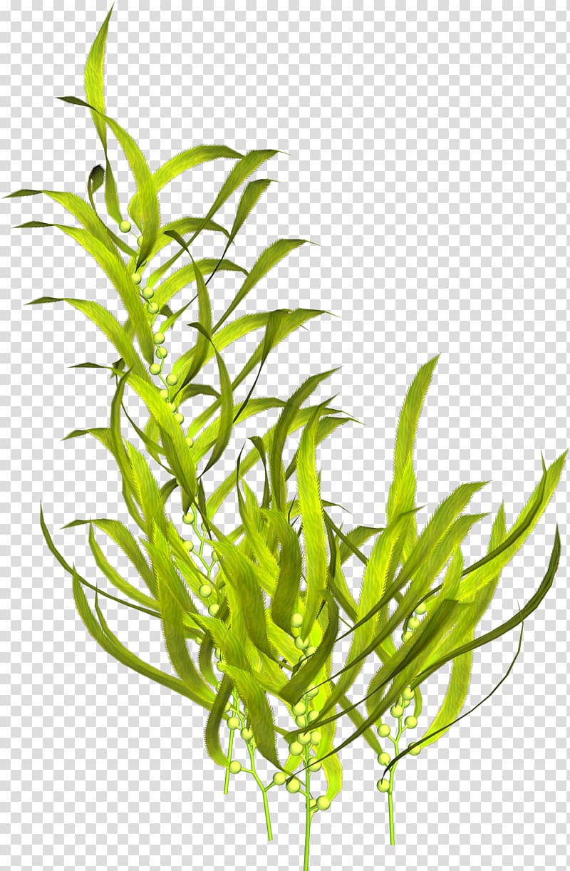 Aquatic Plants Seaweed Algae , plant transparent background PNG clipart