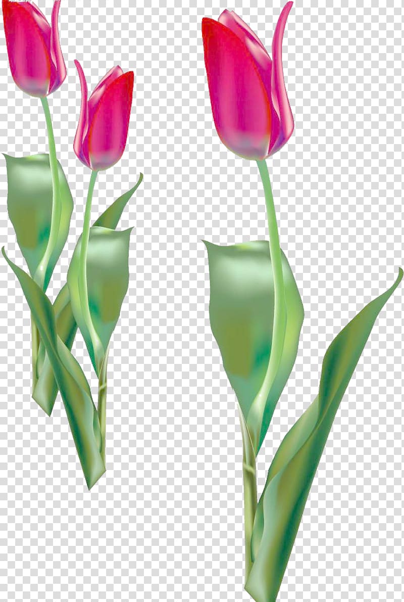 Tulip Flower Purple, Something tulip material transparent background PNG clipart