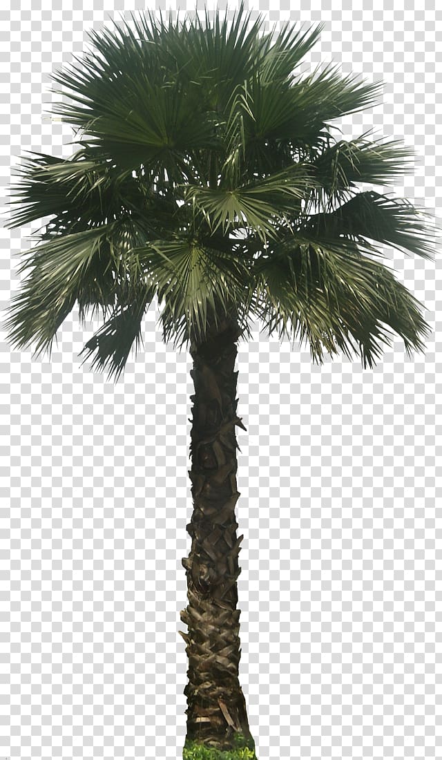 green leafed palm tree, Washingtonia robusta Washingtonia filifera Arecaceae Embryophyta Tree, Palm transparent background PNG clipart
