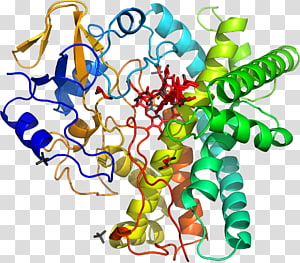 Human behavior Line Point , line transparent background PNG clipart thumbnail