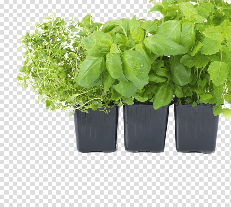 Grow light Light-emitting diode Garden Hydroponics, Herbs transparent background PNG clipart