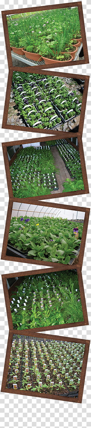 Southern Cone Marigold Cherry Valley Organics Mexican marigold Flower Herb, flower transparent background PNG clipart thumbnail