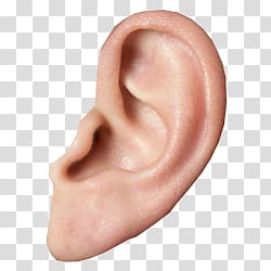 Ear transparent background PNG clipart