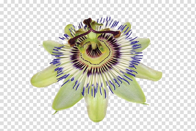 Purple passionflower Dietary supplement Passiflora caerulea Giant granadilla Extract, passion fruit transparent background PNG clipart