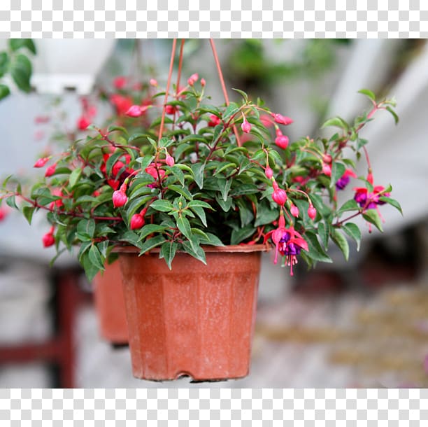 Fuchsia Flowerpot Houseplant Shrub Madagascar Periwinkle, hoa transparent background PNG clipart