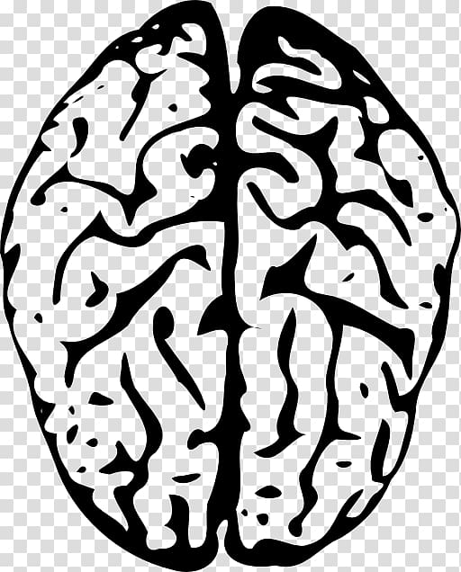 The Female Brain Human brain , Brain transparent background PNG clipart