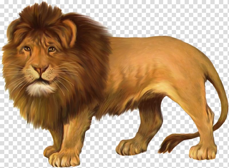 East African lion , others transparent background PNG clipart