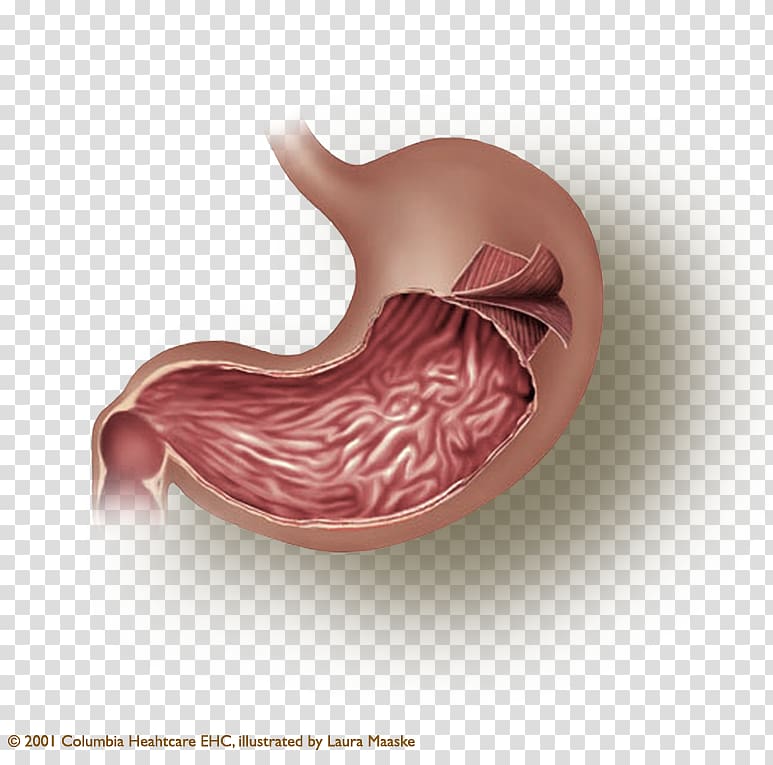 Stomach Smooth muscle tissue Muscular layer, muscle transparent background PNG clipart