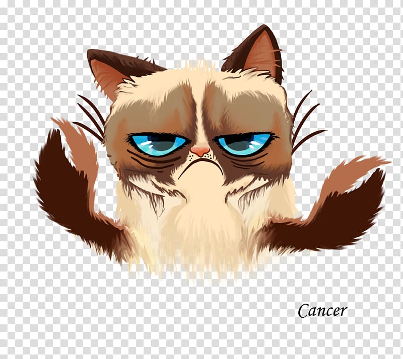 Grumpy Cat Kitten Cats and the Internet, cat face transparent background PNG clipart