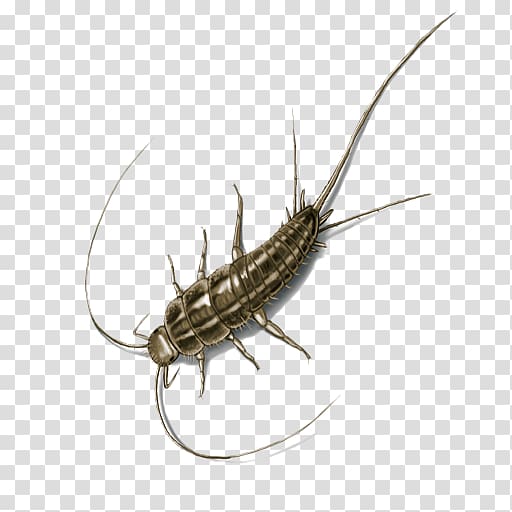 Insect Silverfish Pest Control House Centipede, insect transparent