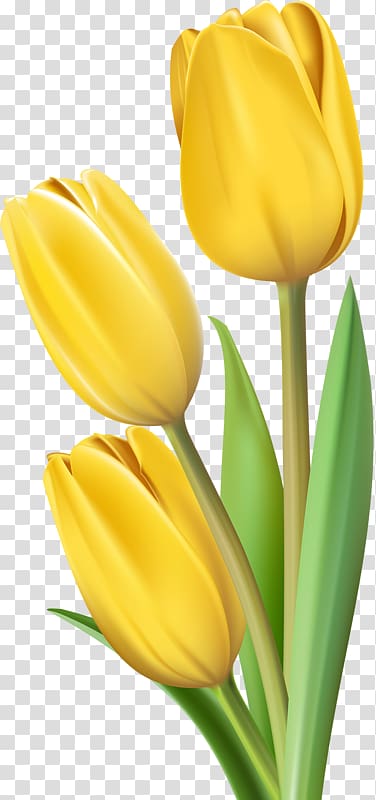 three yellow flowers illustration, Tulip Flower , Yellow Tulips transparent background PNG clipart