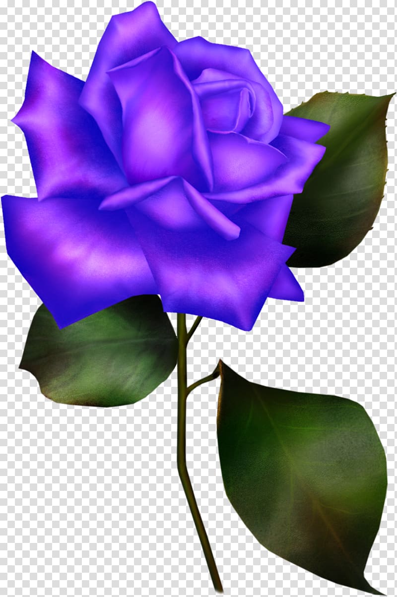 Rosa gallica Flower Blue rose Rosaceae, blue rose transparent background PNG clipart