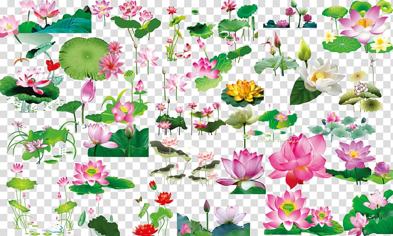 lotus flower illustration, Nelumbo nucifera Leaf , Lotus leaf lotus material transparent background PNG clipart