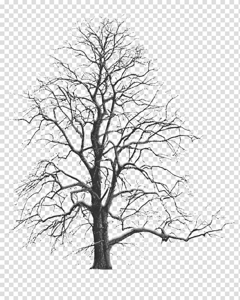 hd dead tree material transparent background PNG clipart