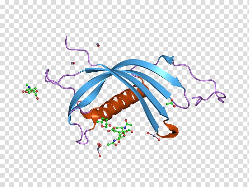 CST7 Cystatin C Protein Gene, others transparent background PNG clipart