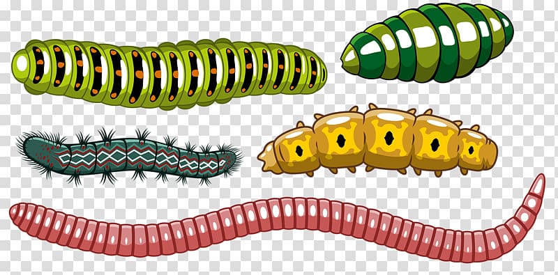 Worm Insect Caterpillar Euclidean , Insect World transparent background PNG clipart