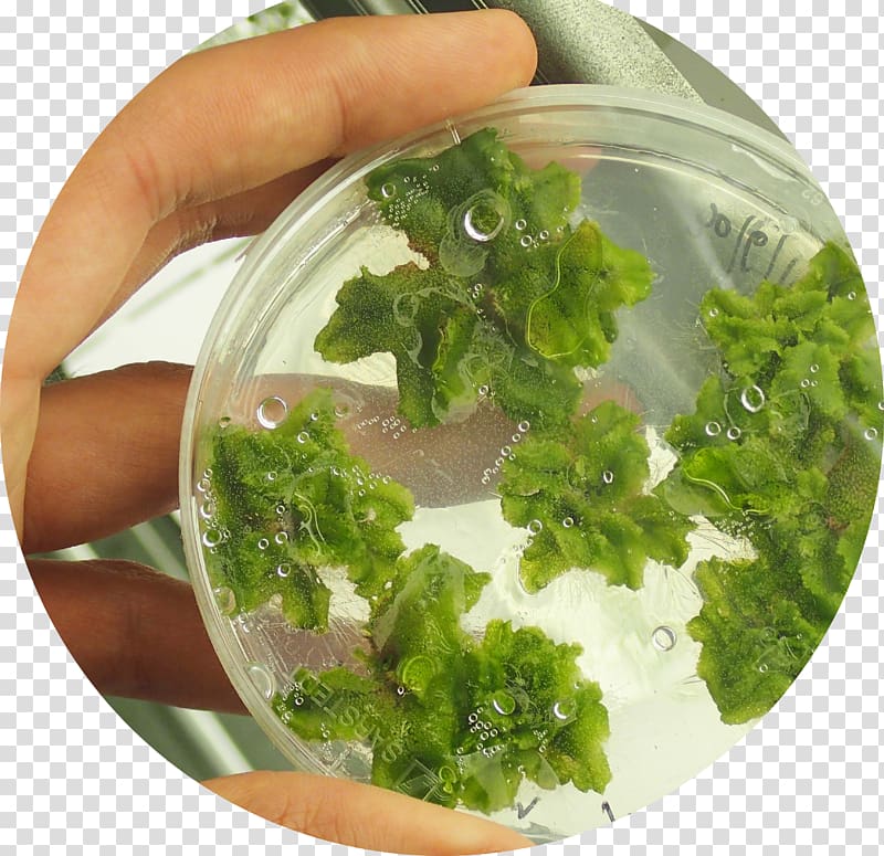 Marchantia polymorpha Liverworts Agar plate Petri Dishes, primitive simplicity transparent background PNG clipart