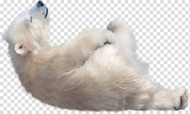 Polar bear Kodiak bear , bear transparent background PNG clipart