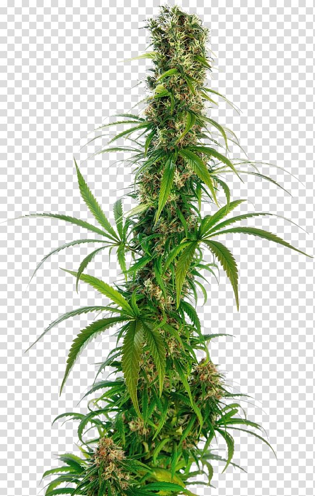 Cannabis sativa Sensi Seeds Cannabis ruderalis Tetrahydrocannabinol, cannabis sativa transparent background PNG clipart
